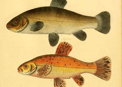 Reproducción/Reproduction 6059231464: Naturgeschichte in Bildern : mit erläuterndem Text / Von Professor Dr. Strack. Lief. 4. (Heft 33-56). Fische. Düsseldorf :Arnz & Co.,[1819-1826] 