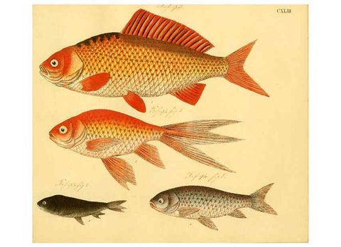 Reproducción/Reproduction 6059231618: Naturgeschichte in Bildern : mit erläuterndem Text / Von Professor Dr. Strack. Lief. 4. (Heft 33-56). Fische. Düsseldorf :Arnz & Co.,[1819-1826] 
