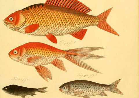 Reproducción/Reproduction 6059231618: Naturgeschichte in Bildern : mit erläuterndem Text / Von Professor Dr. Strack. Lief. 4. (Heft 33-56). Fische. Düsseldorf :Arnz & Co.,[1819-1826] 