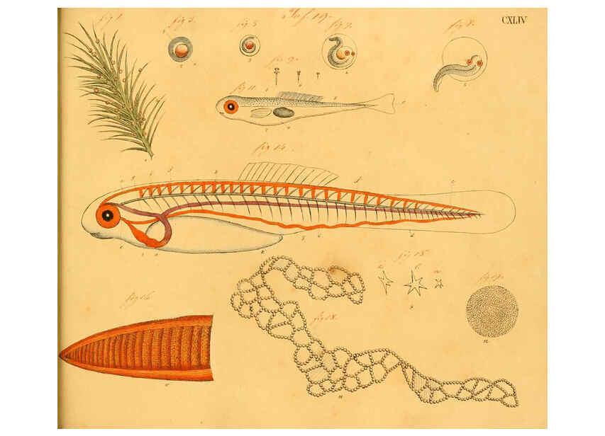 Reproducción/Reproduction 6059231858: Naturgeschichte in Bildern : mit erläuterndem Text / Von Professor Dr. Strack. Lief. 4. (Heft 33-56). Fische. Düsseldorf :Arnz & Co.,[1819-1826] 