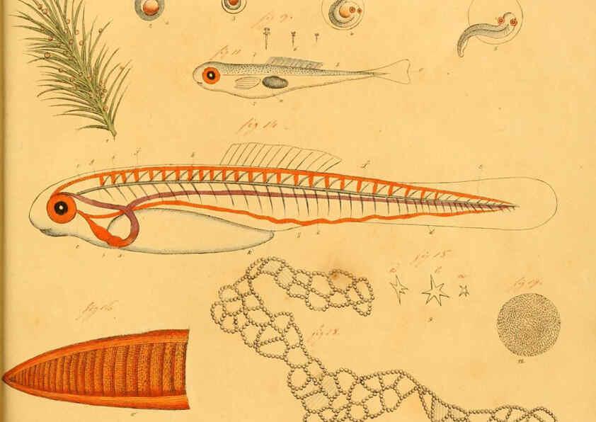 Reproducción/Reproduction 6059231858: Naturgeschichte in Bildern : mit erläuterndem Text / Von Professor Dr. Strack. Lief. 4. (Heft 33-56). Fische. Düsseldorf :Arnz & Co.,[1819-1826] 