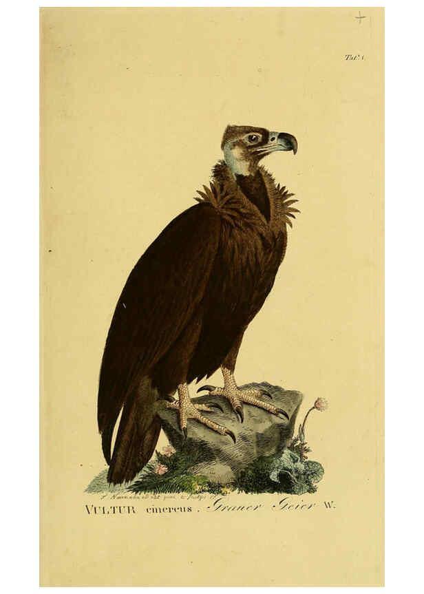 Reproducción/Reproduction 6059373918: Johann Andreas Naumann's ... Naturgeschichte der Vögel Deutschlands, nach einigen Erfahrungen entworfen. 13.T.Plates Leipzig :G. Fleischer,1820-1860