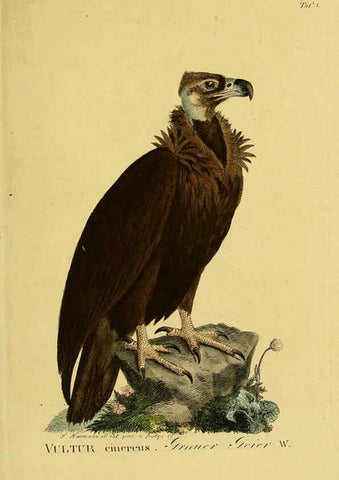 Reproducción/Reproduction 6059373918: Johann Andreas Naumann's ... Naturgeschichte der Vögel Deutschlands, nach einigen Erfahrungen entworfen. 13.T.Plates Leipzig :G. Fleischer,1820-1860