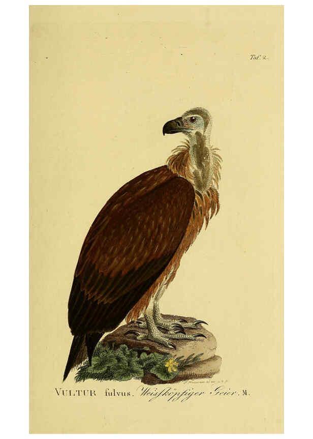 Reproducción/Reproduction 6059374420: Johann Andreas Naumann's ... Naturgeschichte der Vögel Deutschlands, nach einigen Erfahrungen entworfen. 13.T.Plates Leipzig :G. Fleischer,1820-1860