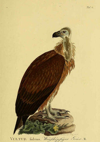 Reproducción/Reproduction 6059374420: Johann Andreas Naumann's ... Naturgeschichte der Vögel Deutschlands, nach einigen Erfahrungen entworfen. 13.T.Plates Leipzig :G. Fleischer,1820-1860