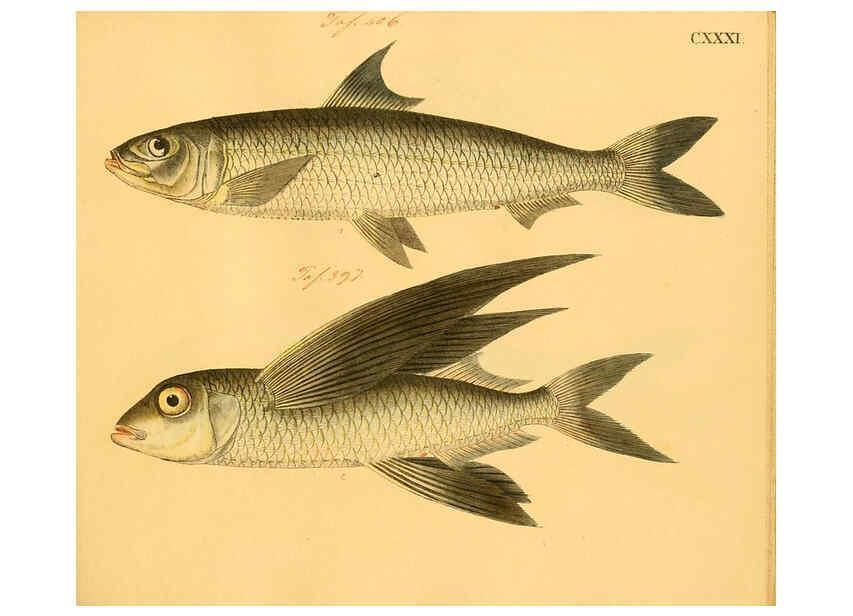 Reproducción/Reproduction 6058681929: Naturgeschichte in Bildern : mit erläuterndem Text / Von Professor Dr. Strack. Lief. 4. (Heft 33-56). Fische. Düsseldorf :Arnz & Co.,[1819-1826] 