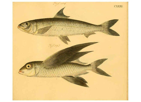 Reproducción/Reproduction 6058681929: Naturgeschichte in Bildern : mit erläuterndem Text / Von Professor Dr. Strack. Lief. 4. (Heft 33-56). Fische. Düsseldorf :Arnz & Co.,[1819-1826] 