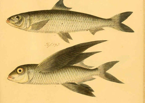 Reproducción/Reproduction 6058681929: Naturgeschichte in Bildern : mit erläuterndem Text / Von Professor Dr. Strack. Lief. 4. (Heft 33-56). Fische. Düsseldorf :Arnz & Co.,[1819-1826] 