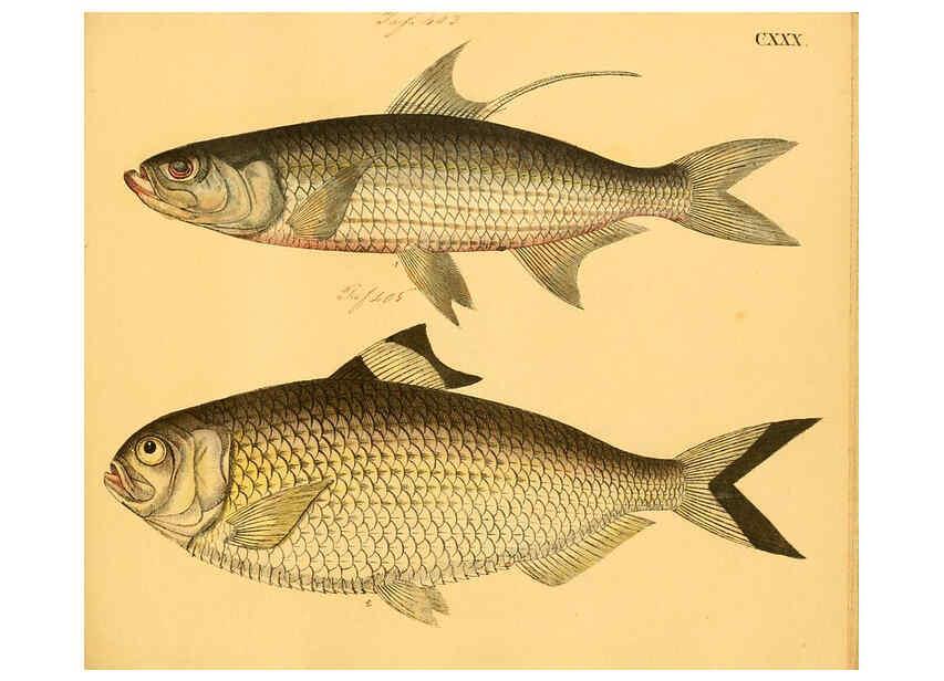 Reproducción/Reproduction 6059229094: Naturgeschichte in Bildern : mit erläuterndem Text / Von Professor Dr. Strack. Lief. 4. (Heft 33-56). Fische. Düsseldorf :Arnz & Co.,[1819-1826] 