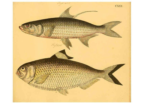 Reproducción/Reproduction 6059229094: Naturgeschichte in Bildern : mit erläuterndem Text / Von Professor Dr. Strack. Lief. 4. (Heft 33-56). Fische. Düsseldorf :Arnz & Co.,[1819-1826] 