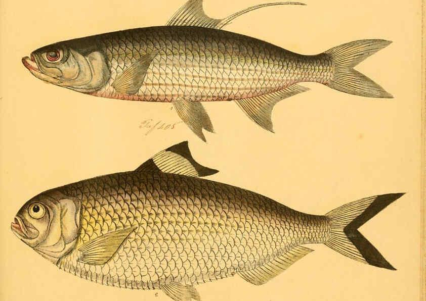 Reproducción/Reproduction 6059229094: Naturgeschichte in Bildern : mit erläuterndem Text / Von Professor Dr. Strack. Lief. 4. (Heft 33-56). Fische. Düsseldorf :Arnz & Co.,[1819-1826] 
