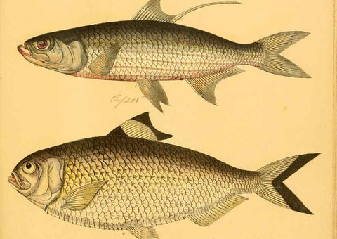 Reproducción/Reproduction 6059229094: Naturgeschichte in Bildern : mit erläuterndem Text / Von Professor Dr. Strack. Lief. 4. (Heft 33-56). Fische. Düsseldorf :Arnz & Co.,[1819-1826] 