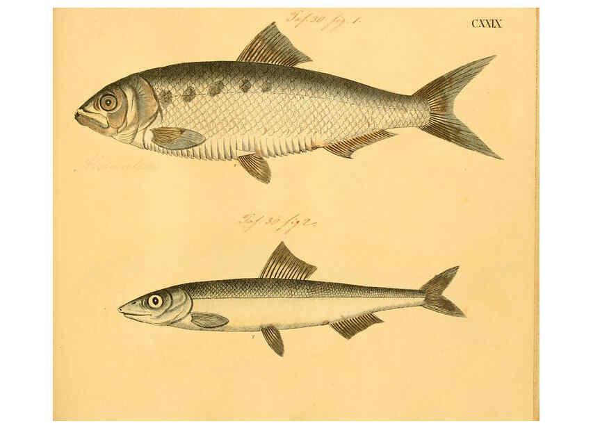 Reproducción/Reproduction 6058681545: Naturgeschichte in Bildern : mit erläuterndem Text / Von Professor Dr. Strack. Lief. 4. (Heft 33-56). Fische. Düsseldorf :Arnz & Co.,[1819-1826] 