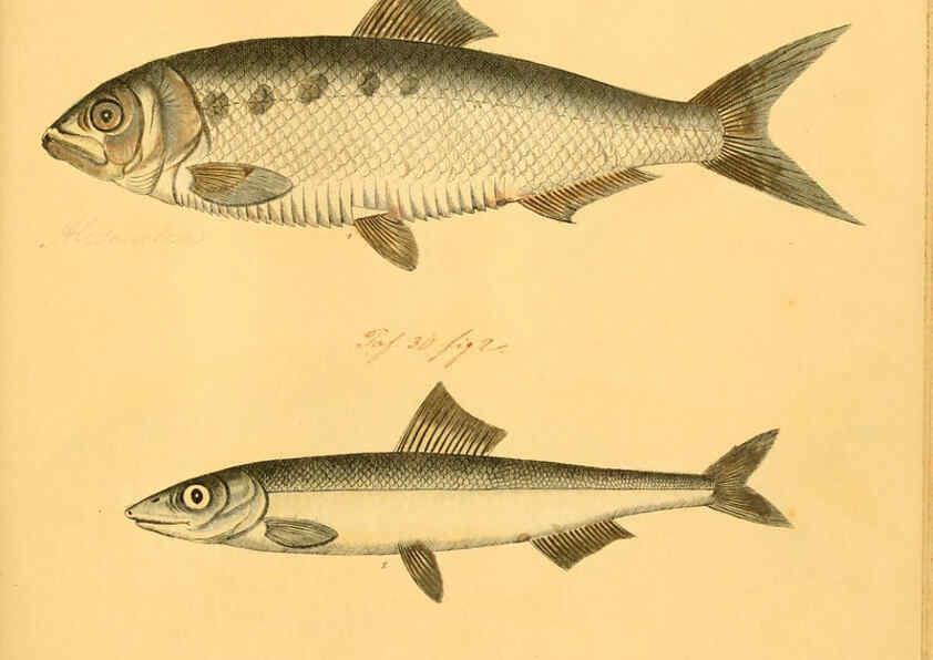 Reproducción/Reproduction 6058681545: Naturgeschichte in Bildern : mit erläuterndem Text / Von Professor Dr. Strack. Lief. 4. (Heft 33-56). Fische. Düsseldorf :Arnz & Co.,[1819-1826] 