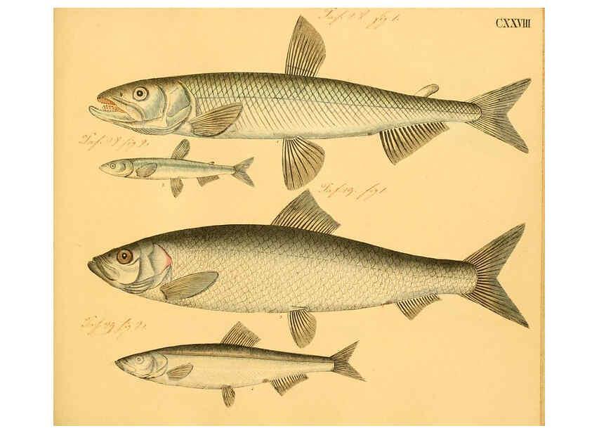 Reproducción/Reproduction 6059228792: Naturgeschichte in Bildern : mit erläuterndem Text / Von Professor Dr. Strack. Lief. 4. (Heft 33-56). Fische. Düsseldorf :Arnz & Co.,[1819-1826] 
