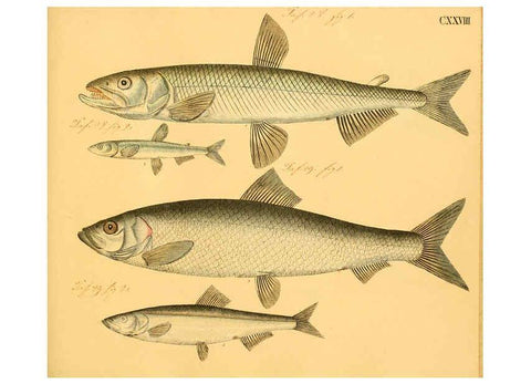 Reproducción/Reproduction 6059228792: Naturgeschichte in Bildern : mit erläuterndem Text / Von Professor Dr. Strack. Lief. 4. (Heft 33-56). Fische. Düsseldorf :Arnz & Co.,[1819-1826] 