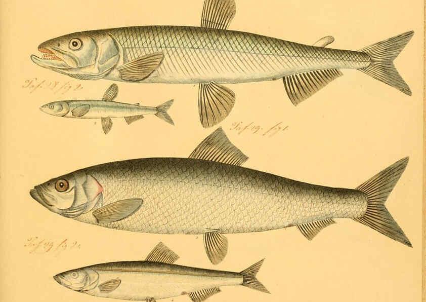 Reproducción/Reproduction 6059228792: Naturgeschichte in Bildern : mit erläuterndem Text / Von Professor Dr. Strack. Lief. 4. (Heft 33-56). Fische. Düsseldorf :Arnz & Co.,[1819-1826] 
