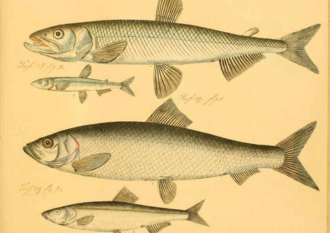 Reproducción/Reproduction 6059228792: Naturgeschichte in Bildern : mit erläuterndem Text / Von Professor Dr. Strack. Lief. 4. (Heft 33-56). Fische. Düsseldorf :Arnz & Co.,[1819-1826] 