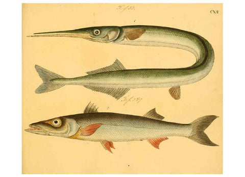 Reproducción/Reproduction 6059225312: Naturgeschichte in Bildern : mit erläuterndem Text / Von Professor Dr. Strack. Lief. 4. (Heft 33-56). Fische. Düsseldorf :Arnz & Co.,[1819-1826] 