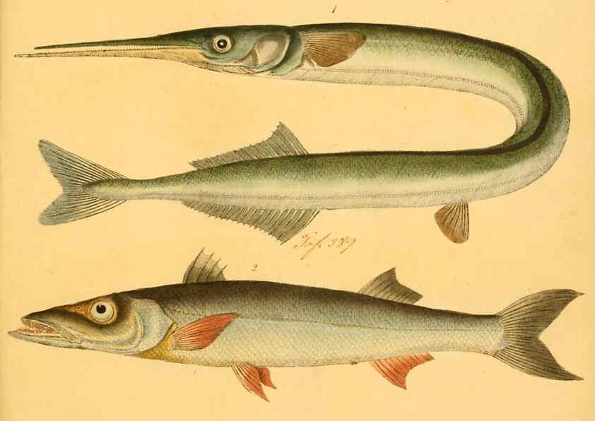 Reproducción/Reproduction 6059225312: Naturgeschichte in Bildern : mit erläuterndem Text / Von Professor Dr. Strack. Lief. 4. (Heft 33-56). Fische. Düsseldorf :Arnz & Co.,[1819-1826] 