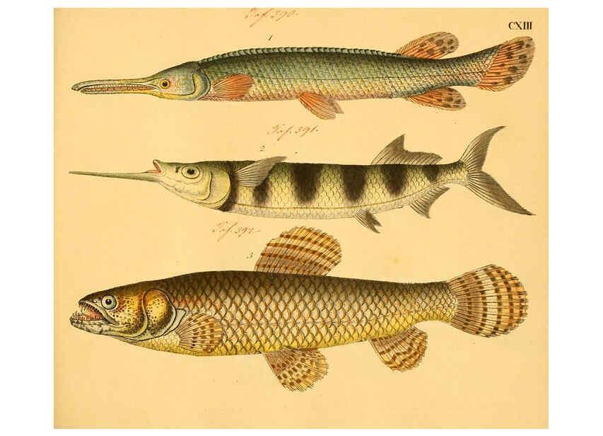 Reproducción/Reproduction 6058678115: Naturgeschichte in Bildern : mit erläuterndem Text / Von Professor Dr. Strack. Lief. 4. (Heft 33-56). Fische. Düsseldorf :Arnz & Co.,[1819-1826] 