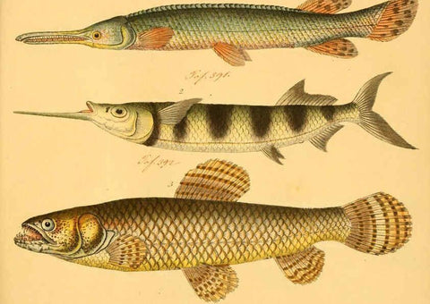 Reproducción/Reproduction 6058678115: Naturgeschichte in Bildern : mit erläuterndem Text / Von Professor Dr. Strack. Lief. 4. (Heft 33-56). Fische. Düsseldorf :Arnz & Co.,[1819-1826] 