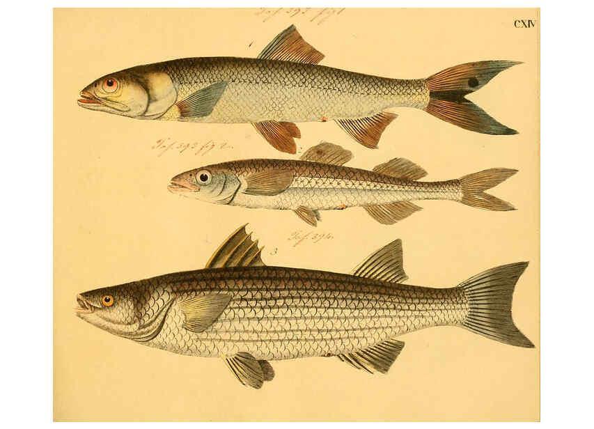 Reproducción/Reproduction 6058678399: Naturgeschichte in Bildern : mit erläuterndem Text / Von Professor Dr. Strack. Lief. 4. (Heft 33-56). Fische. Düsseldorf :Arnz & Co.,[1819-1826] 