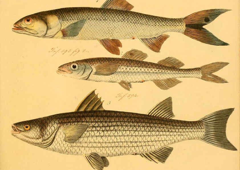 Reproducción/Reproduction 6058678399: Naturgeschichte in Bildern : mit erläuterndem Text / Von Professor Dr. Strack. Lief. 4. (Heft 33-56). Fische. Düsseldorf :Arnz & Co.,[1819-1826] 