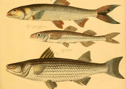 Reproducción/Reproduction 6058678399: Naturgeschichte in Bildern : mit erläuterndem Text / Von Professor Dr. Strack. Lief. 4. (Heft 33-56). Fische. Düsseldorf :Arnz & Co.,[1819-1826] 