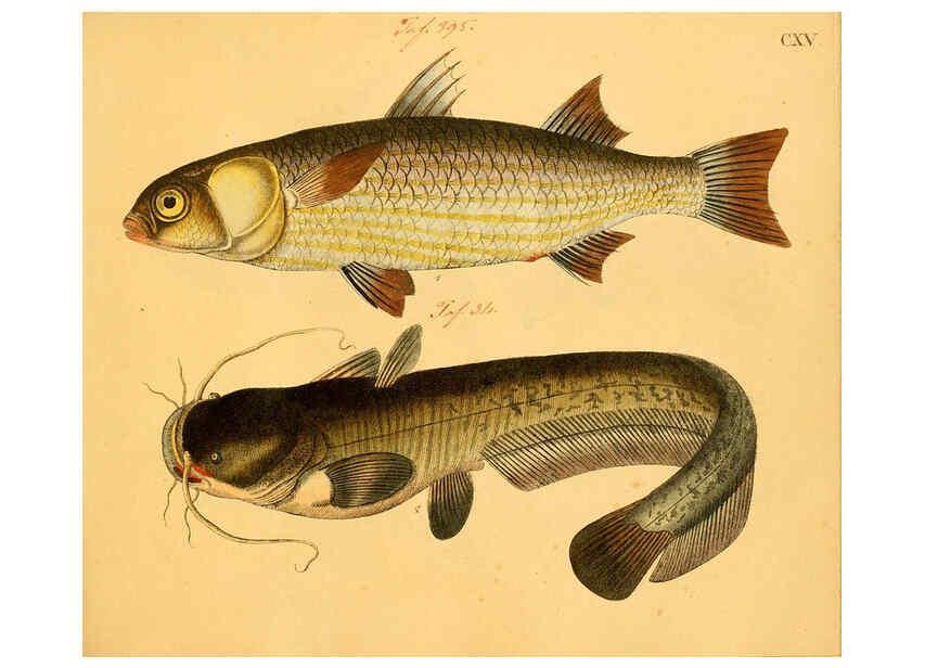 Reproducción/Reproduction 6059225952: Naturgeschichte in Bildern : mit erläuterndem Text / Von Professor Dr. Strack. Lief. 4. (Heft 33-56). Fische. Düsseldorf :Arnz & Co.,[1819-1826] 