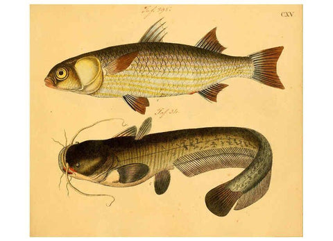 Reproducción/Reproduction 6059225952: Naturgeschichte in Bildern : mit erläuterndem Text / Von Professor Dr. Strack. Lief. 4. (Heft 33-56). Fische. Düsseldorf :Arnz & Co.,[1819-1826] 