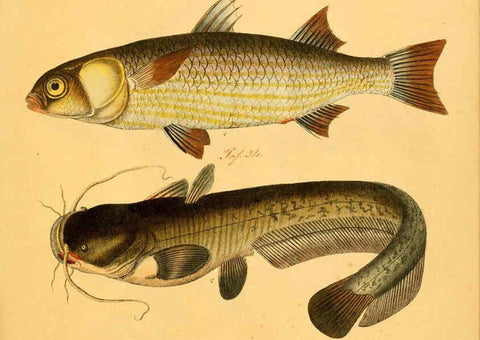 Reproducción/Reproduction 6059225952: Naturgeschichte in Bildern : mit erläuterndem Text / Von Professor Dr. Strack. Lief. 4. (Heft 33-56). Fische. Düsseldorf :Arnz & Co.,[1819-1826] 