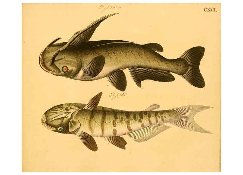 Reproducción/Reproduction 6059226148: Naturgeschichte in Bildern : mit erläuterndem Text / Von Professor Dr. Strack. Lief. 4. (Heft 33-56). Fische. Düsseldorf :Arnz & Co.,[1819-1826] 