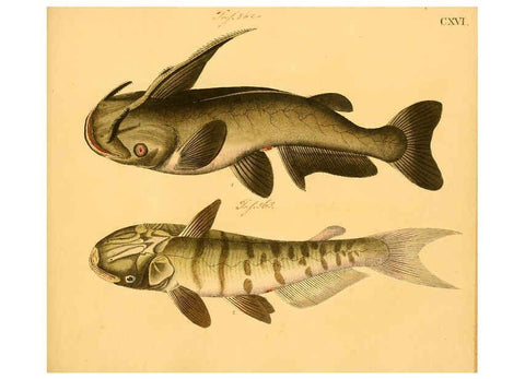 Reproducción/Reproduction 6059226148: Naturgeschichte in Bildern : mit erläuterndem Text / Von Professor Dr. Strack. Lief. 4. (Heft 33-56). Fische. Düsseldorf :Arnz & Co.,[1819-1826] 