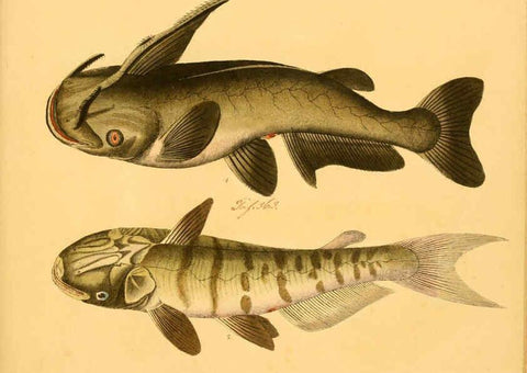 Reproducción/Reproduction 6059226148: Naturgeschichte in Bildern : mit erläuterndem Text / Von Professor Dr. Strack. Lief. 4. (Heft 33-56). Fische. Düsseldorf :Arnz & Co.,[1819-1826] 