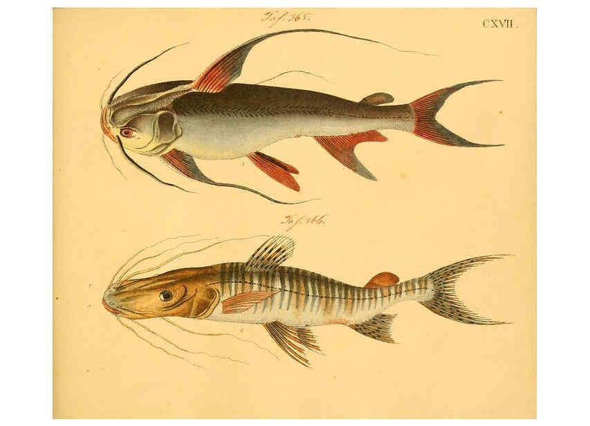 Reproducción/Reproduction 6058678915: Naturgeschichte in Bildern : mit erläuterndem Text / Von Professor Dr. Strack. Lief. 4. (Heft 33-56). Fische. Düsseldorf :Arnz & Co.,[1819-1826] 