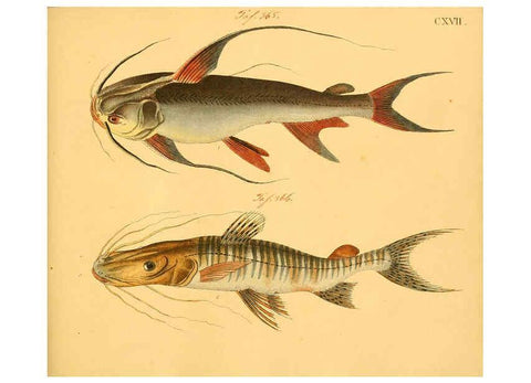 Reproducción/Reproduction 6058678915: Naturgeschichte in Bildern : mit erläuterndem Text / Von Professor Dr. Strack. Lief. 4. (Heft 33-56). Fische. Düsseldorf :Arnz & Co.,[1819-1826] 