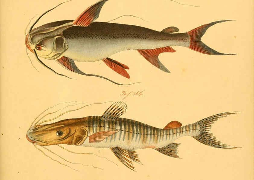Reproducción/Reproduction 6058678915: Naturgeschichte in Bildern : mit erläuterndem Text / Von Professor Dr. Strack. Lief. 4. (Heft 33-56). Fische. Düsseldorf :Arnz & Co.,[1819-1826] 