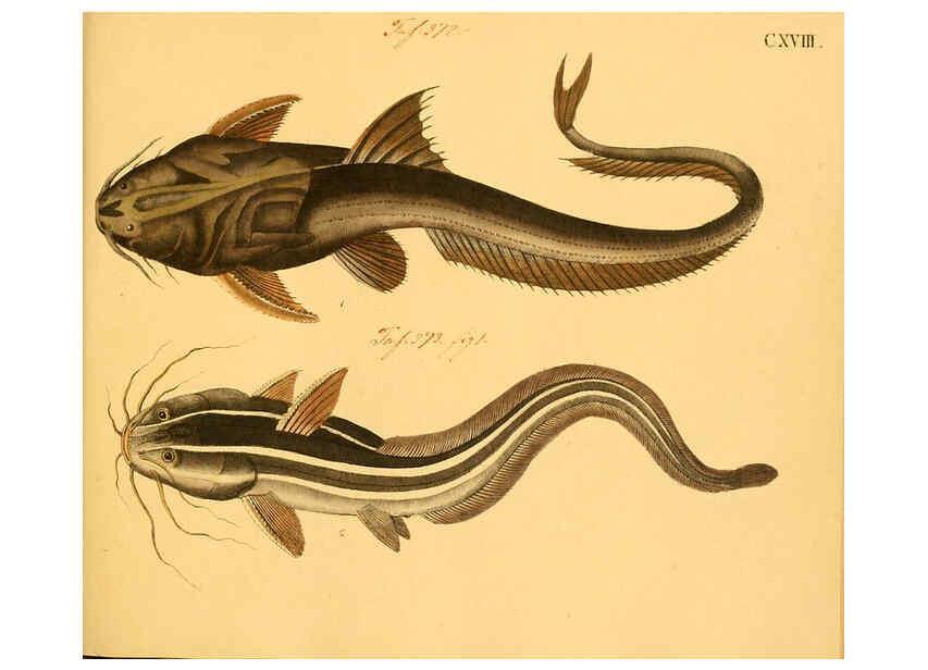 Reproducción/Reproduction 6059226530: Naturgeschichte in Bildern : mit erläuterndem Text / Von Professor Dr. Strack. Lief. 4. (Heft 33-56). Fische. Düsseldorf :Arnz & Co.,[1819-1826] 