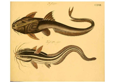 Reproducción/Reproduction 6059226530: Naturgeschichte in Bildern : mit erläuterndem Text / Von Professor Dr. Strack. Lief. 4. (Heft 33-56). Fische. Düsseldorf :Arnz & Co.,[1819-1826] 
