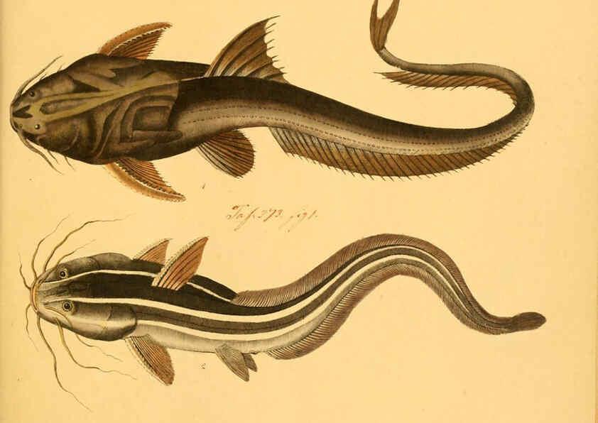 Reproducción/Reproduction 6059226530: Naturgeschichte in Bildern : mit erläuterndem Text / Von Professor Dr. Strack. Lief. 4. (Heft 33-56). Fische. Düsseldorf :Arnz & Co.,[1819-1826] 