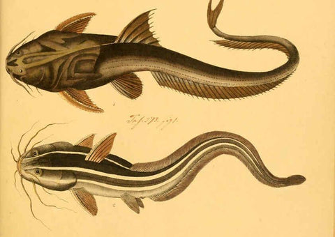 Reproducción/Reproduction 6059226530: Naturgeschichte in Bildern : mit erläuterndem Text / Von Professor Dr. Strack. Lief. 4. (Heft 33-56). Fische. Düsseldorf :Arnz & Co.,[1819-1826] 