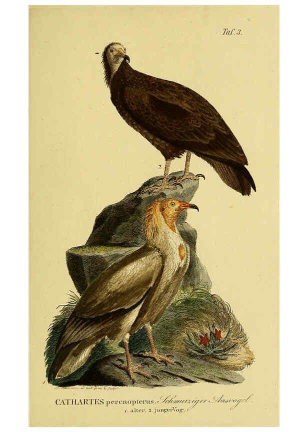 Reproducción/Reproduction 6058827847: Johann Andreas Naumann's ... Naturgeschichte der Vögel Deutschlands, nach einigen Erfahrungen entworfen. 13.T.Plates Leipzig :G. Fleischer,1820-1860