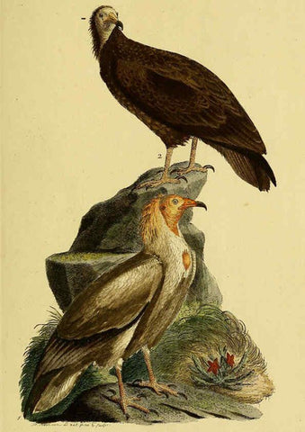 Reproducción/Reproduction 6058827847: Johann Andreas Naumann's ... Naturgeschichte der Vögel Deutschlands, nach einigen Erfahrungen entworfen. 13.T.Plates Leipzig :G. Fleischer,1820-1860