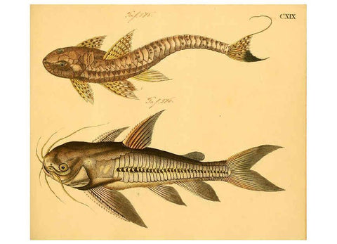 Reproducción/Reproduction 6058679381: Naturgeschichte in Bildern : mit erläuterndem Text / Von Professor Dr. Strack. Lief. 4. (Heft 33-56). Fische. Düsseldorf :Arnz & Co.,[1819-1826] 