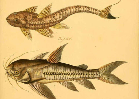 Reproducción/Reproduction 6058679381: Naturgeschichte in Bildern : mit erläuterndem Text / Von Professor Dr. Strack. Lief. 4. (Heft 33-56). Fische. Düsseldorf :Arnz & Co.,[1819-1826] 