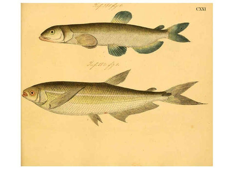 Reproducción/Reproduction 6059227196: Naturgeschichte in Bildern : mit erläuterndem Text / Von Professor Dr. Strack. Lief. 4. (Heft 33-56). Fische. Düsseldorf :Arnz & Co.,[1819-1826] 