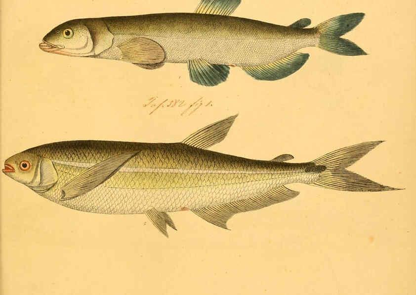 Reproducción/Reproduction 6059227196: Naturgeschichte in Bildern : mit erläuterndem Text / Von Professor Dr. Strack. Lief. 4. (Heft 33-56). Fische. Düsseldorf :Arnz & Co.,[1819-1826] 