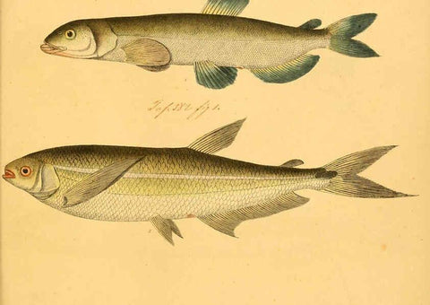 Reproducción/Reproduction 6059227196: Naturgeschichte in Bildern : mit erläuterndem Text / Von Professor Dr. Strack. Lief. 4. (Heft 33-56). Fische. Düsseldorf :Arnz & Co.,[1819-1826] 