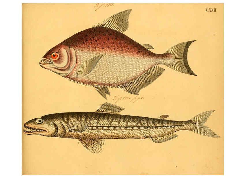 Reproducción/Reproduction 6059227452: Naturgeschichte in Bildern : mit erläuterndem Text / Von Professor Dr. Strack. Lief. 4. (Heft 33-56). Fische. Düsseldorf :Arnz & Co.,[1819-1826] 